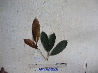 Palaquium supfianum image