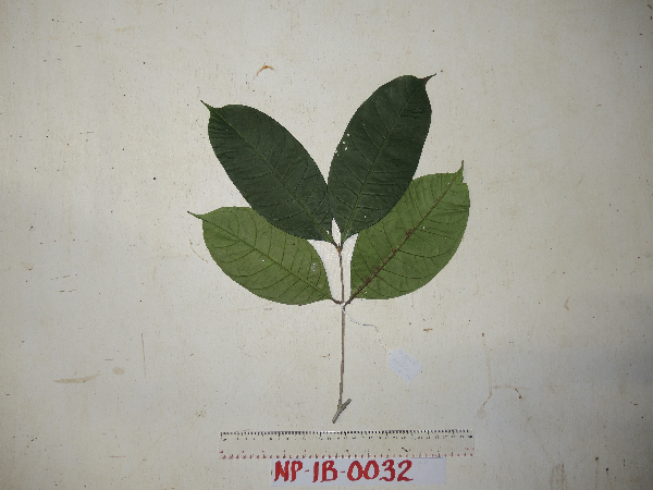 Chionanthus riparius image