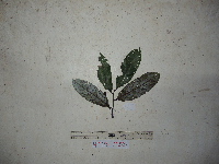 thumbnail image of current specimen