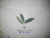 Myristica filipes image