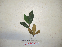 Palaquium supfianum image