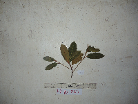 Palaquium supfianum image