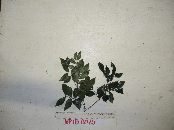 Cynometra schefferi image