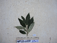 Myristica filipes image