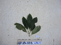 Eumachia leptothyrsa image