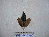 Palaquium supfianum image