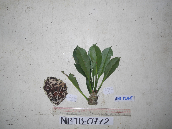 Hydnophytum moseleyanum image