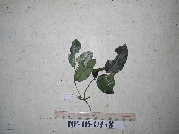 Gnetum latifolium image