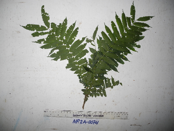 Didymocheton variabilis image