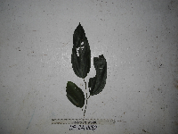 Microcos tetrasperma image