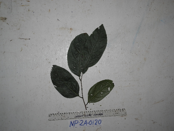 Bhesa archboldiana image