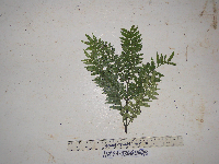 Ptisana melanesica image