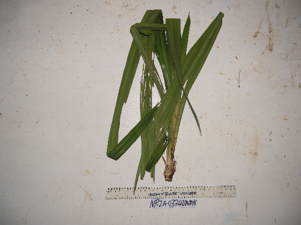 Freycinetia confusa image