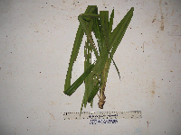 Image of Freycinetia confusa