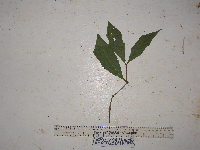 Pittosporum sinuatum image