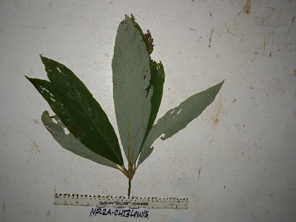 Actinodaphne nitida image