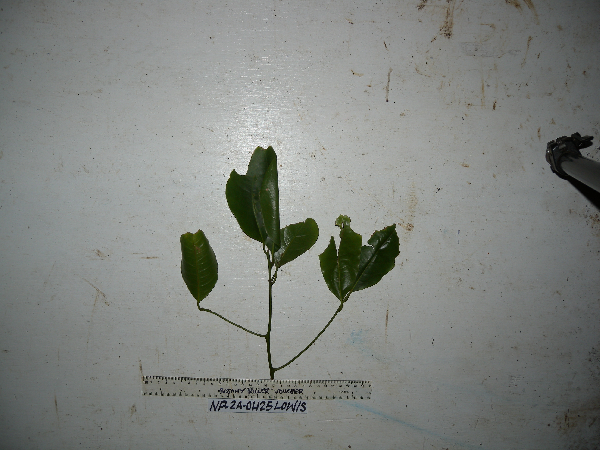 Endiandra brassii image