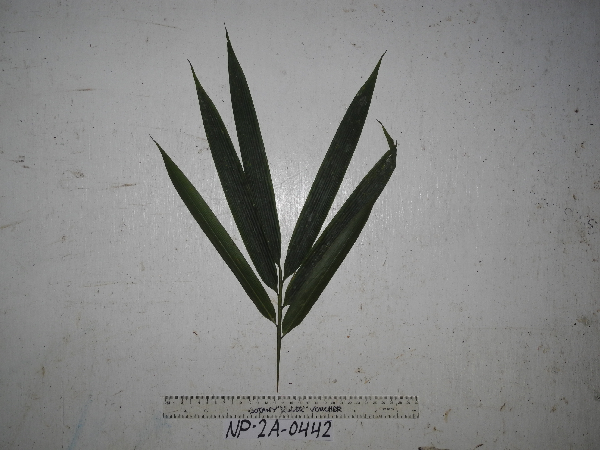 Chloothamnus obtusus image