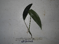 Rhaphidophora australasica image