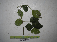 Thumbnail image of current specimen