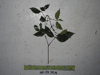 thumbnail image of current specimen
