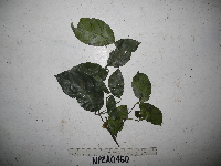 Gnetum latifolium image