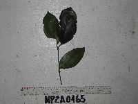Gnetum latifolium image
