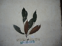 Palaquium supfianum image