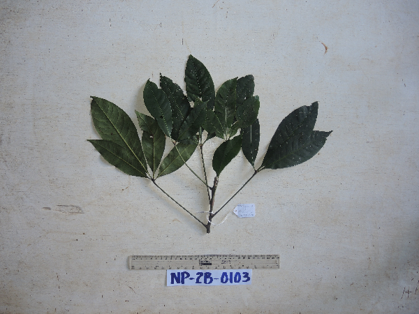 Euphorbiaceae image