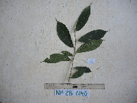 Ficus arfakensis image