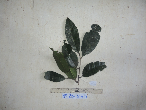 Polyspora papuana image