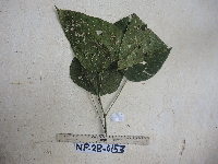 Macaranga fallacina image