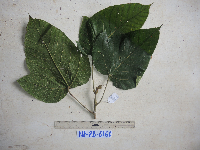 Macaranga bifoveata image