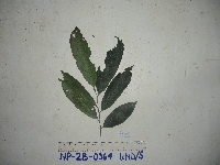 Goniothalamus aruensis image