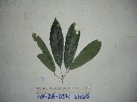 Ryparosa amplifolia image