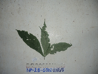 Calycacanthus magnusianus image