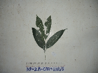 Prasoxylon alliaceum image