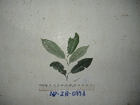 Myristica filipes image
