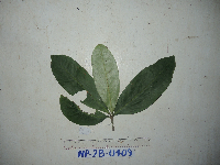 Ternstroemia cherryi image