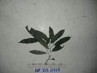 Diospyros hebecarpa image
