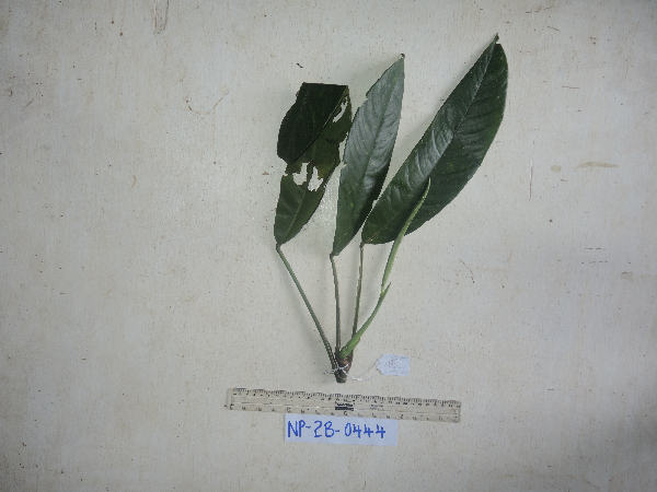 Rhaphidophora schlechteri image
