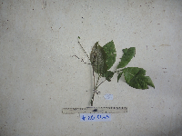 Thumbnail image of current specimen