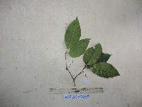 thumbnail image of current specimen