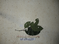 Gnetum latifolium image