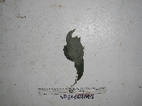 Lithocarpus celebicus image