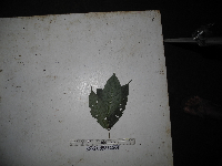 Calycacanthus magnusianus image