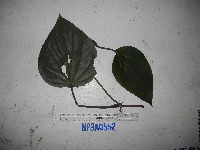 Piper versteegii image