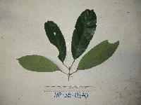 Ryparosa amplifolia image