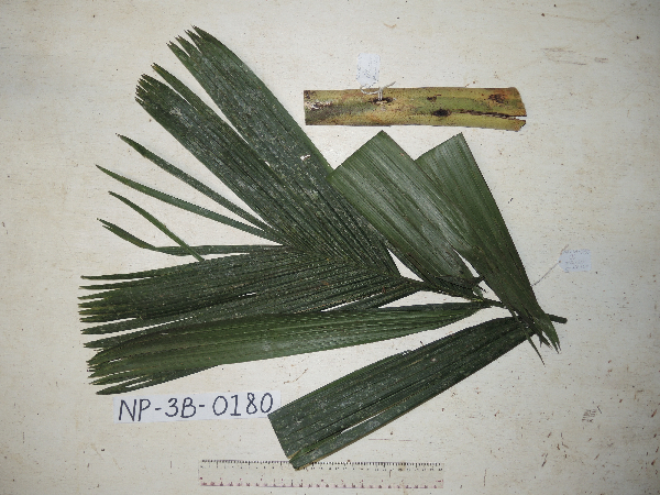 Areca macrocalyx image