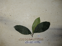 Ternstroemia cherryi image